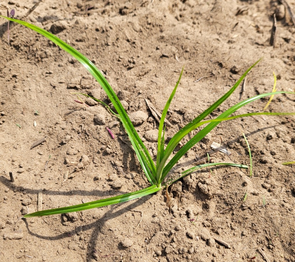 Yellow nutsedge seedling.